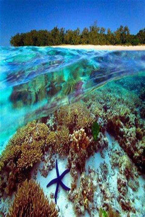 Pinoy Australia: Coral reef in Great Barrier Reef