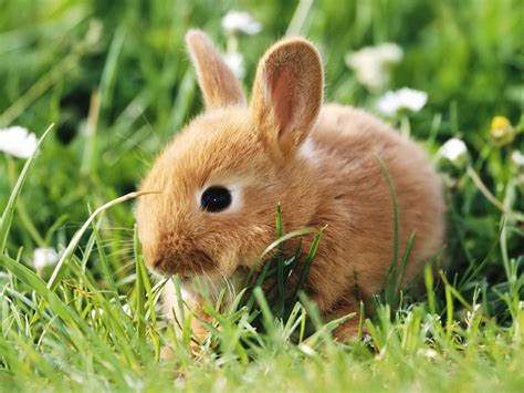 HD WALLPAPERS: Cute Rabbits.