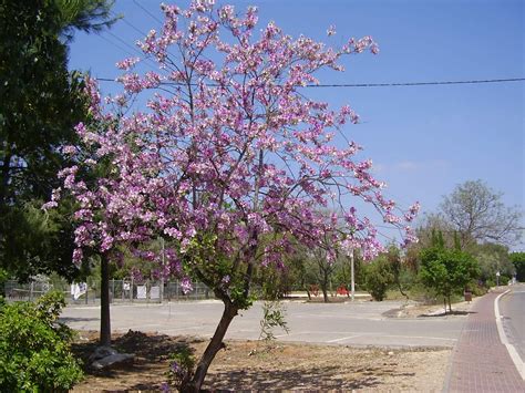 Top 10 beautiful flowering trees of India | Flowering trees, Outdoor ...