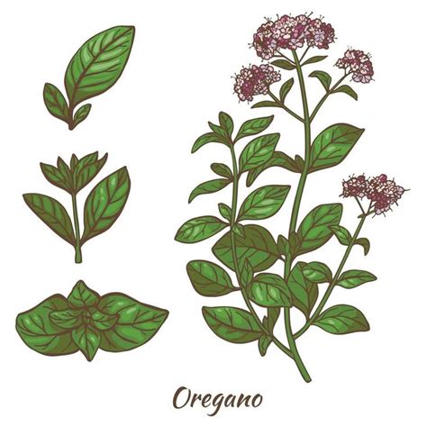 Color Oregano Plant and Leaves in Hand Drawn Style in 2023 | Oregano plant, Botanical drawings ...