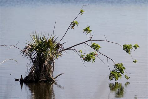 Plants in Wetlands of Florida Stock Image - Image of sticking ...