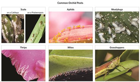 Orchid Pests Chart2 | Pests, Orchid pests, Orchids