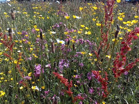 grass seed with wildflowers - Wildflowers UK Blog