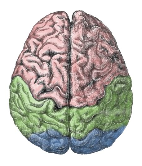 Human brain - Wikipedia