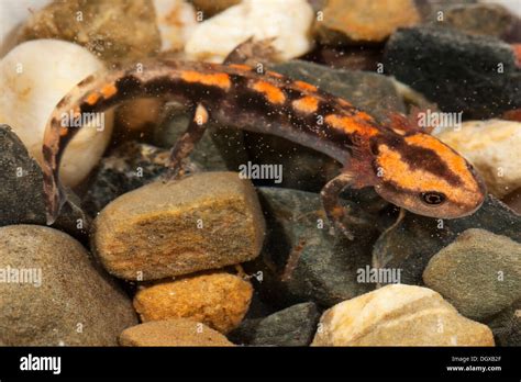 Fire salamander larvae hi-res stock photography and images - Alamy