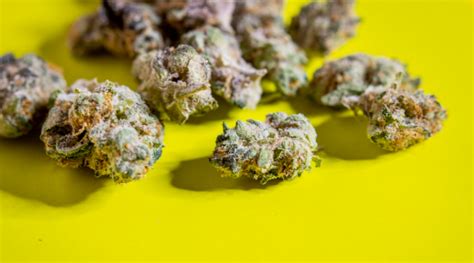 4 Best Marijuana Strains That’ll Melt Away Your Anxiety - Cheap Weed