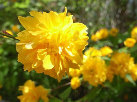 Early Spring Flowering Shrubs