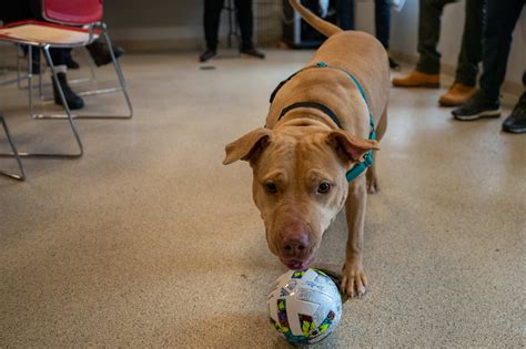 Animal Rescue League of Boston Visit | New England Revolution