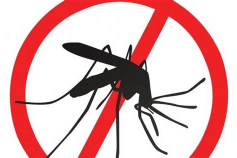 Nyamuk Aedes Kartun / Mucke Dengue Stock Vektor Art Und Mehr Bilder Von Dengue Fieber Istock ...