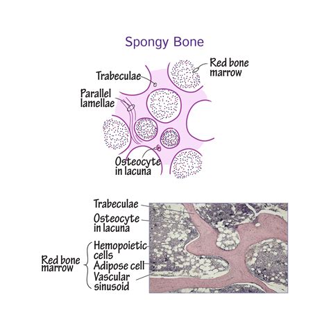 Histology Glossary: Histology - Spongy Bone | Draw It to Know It