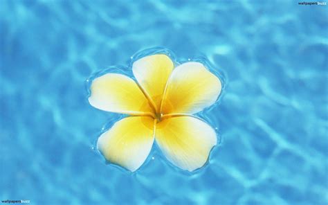 Hawaiian Flower Wallpaper (53+ pictures)