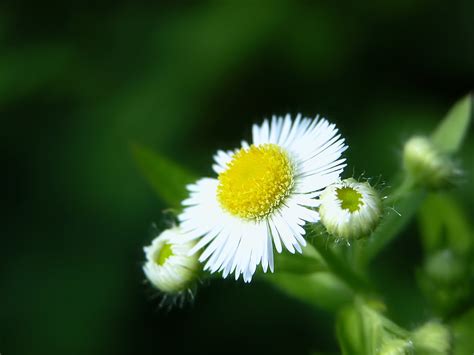 Telugu Latest News: Flower-wallpaper