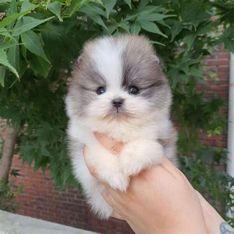 Pomeranian puppies for adoption/pomeranian puppy for adoption