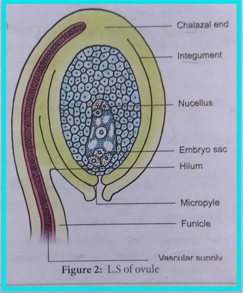 Diagram of anatropous ovule? - EduRev Class 12 Question