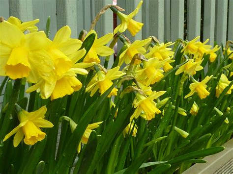 Close-up on fresh daffodils in the garden Creative Commons Stock Image