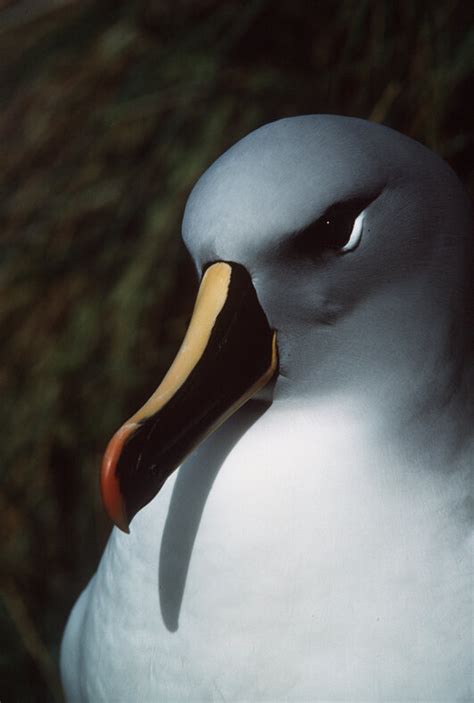 Grey-headed albatross – Australian Antarctic Program