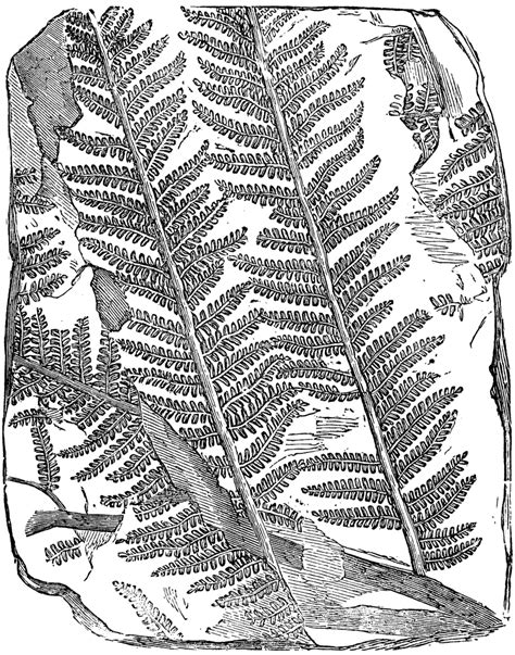 Fossil Tree Fern | ClipArt ETC