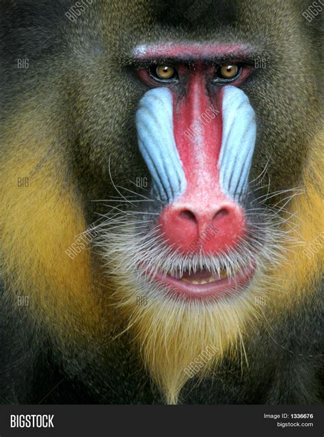 Mandrill Monkey Image & Photo | Bigstock