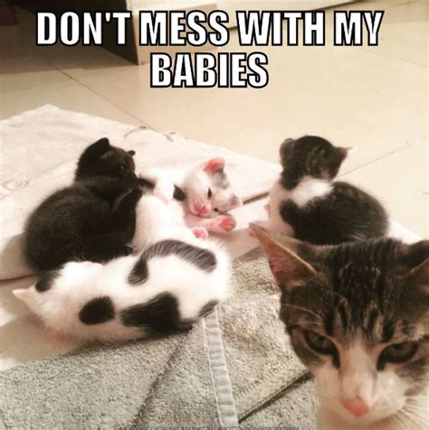 Celebrate Mother's Day With Some of Our Favorite Mom Cat Memes | Funny cat memes, Cat memes ...