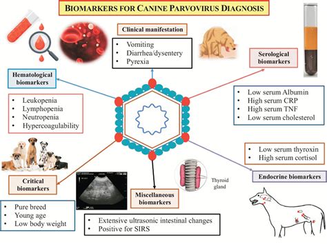 Canine Parvovirus - Bioguardlabs