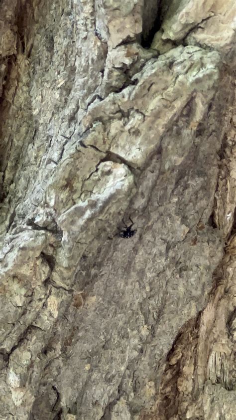 Spotted Lantern Fly Nymphs on Every Tree I inspect. : r/pittsburgh