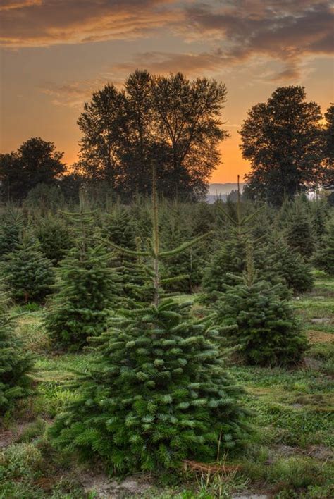 50 Best Christmas Tree Farms In America - Christmas Tree Farms Near Me