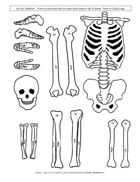 Skeletal System Model cut outs for children, kids, students learning ...