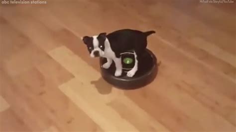 Adorable puppy rides a Roomba - ABC7 Los Angeles