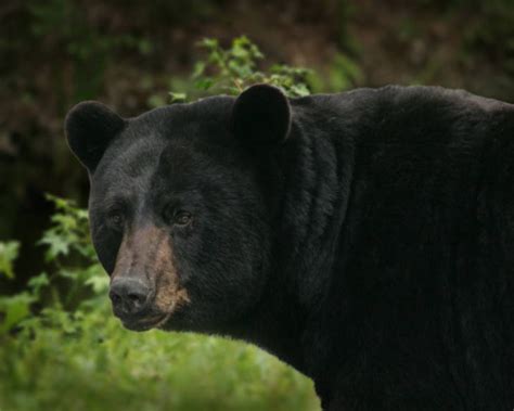 The Nickajack Naturalist: Alabama Black Bears Found to be Kin to ...