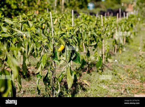 green pepper farm Stock Photo - Alamy