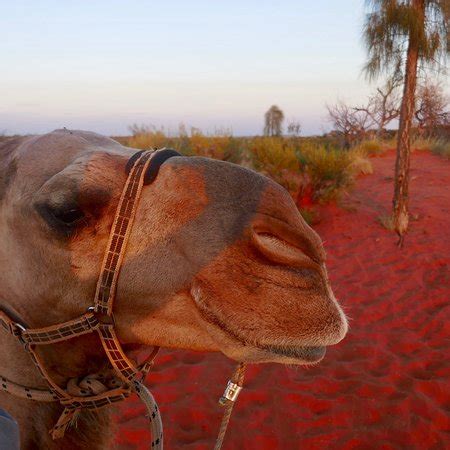 Uluru Camel Tours (Yulara) - 2019 All You Need to Know BEFORE You Go (with Photos) - TripAdvisor