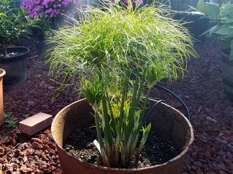 Try papyrus selections in Mississippi gardens | Mississippi State University Extension Service