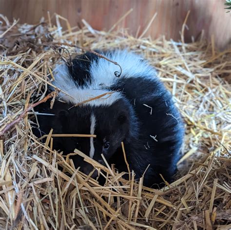 Sleeping Skunks - Alberta Institute For Wildlife Conservation