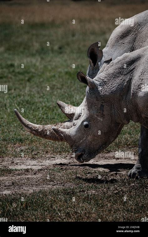 Southern white rhino in natural habitat, Ol Pejeta Conservancy Stock ...