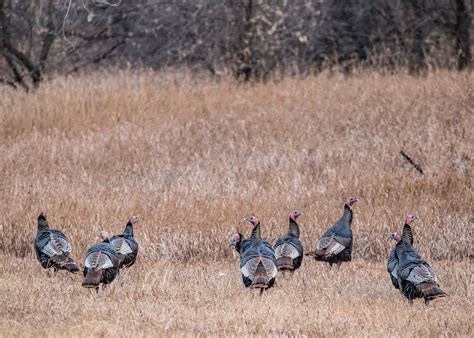 7 Ways To Improve Wild Turkey Habitat | Albert Land Management