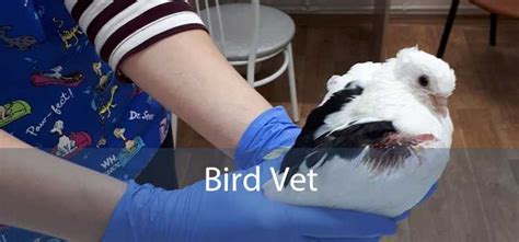 Bird Vet - Emergency Exotic Avian Vet Near Me