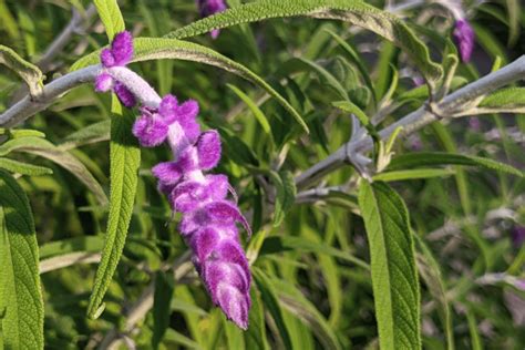 Sage Wisdom: Exploring the Diversity and Benefits of Different Types of Sage Plants