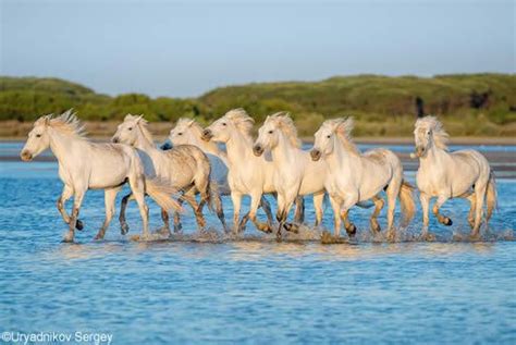 The Regional Park of the Camargue | Avignon et Provence