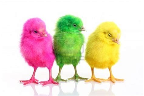 Pollitos de colores | Easter chicks, Easter giveaway, Easter toys