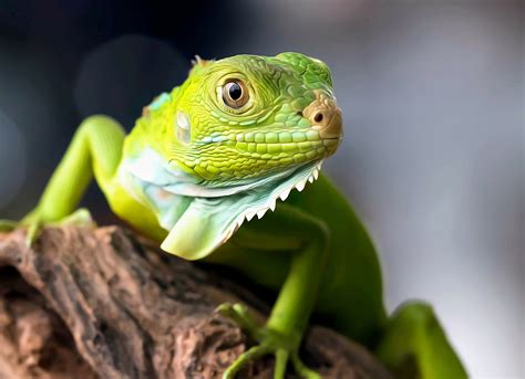 How did green lizards evolve in the Mediterranean? - Earth.com