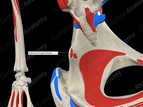 Origin of Coccygeus Muscle | Complete Anatomy