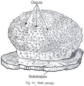 Bath Sponge (Spongia officinalis) - Nervous System