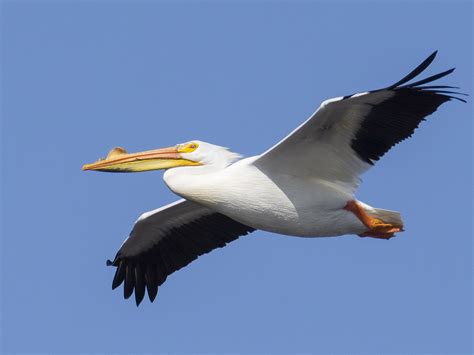 American White Pelican - eBird