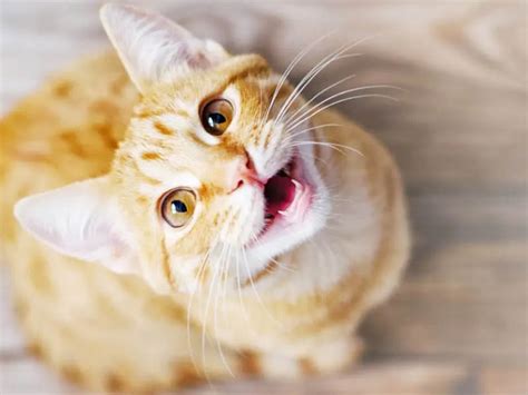 Why Is My Cat Meowing So Much? | Pet Living