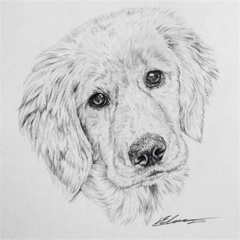 Golden Retriever puppy | Golden retriever drawing, Dog sketch, Dog drawing