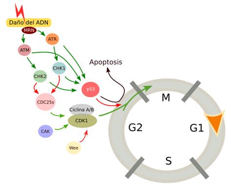 La célula. Ampliaciones. Regulación del ciclo celular. Atlas de Histología Vegetal y Animal