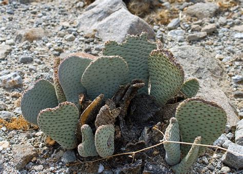 Anza-Borrego Desert: Cactus Loop Trail - Greg in San Diego