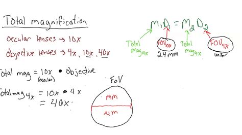 Compound Light Microscope Magnification Calculation | Shelly Lighting