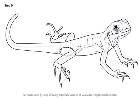 Step by Step How to Draw a Green Lizard : DrawingTutorials101.com