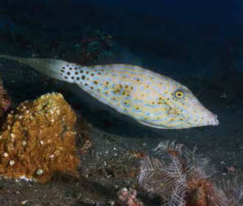 Filefish Care Sheet | Petco